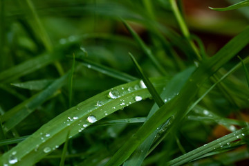 Macro shot of droplets on grass