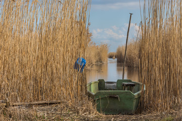 gruenes boot mit schilf am see