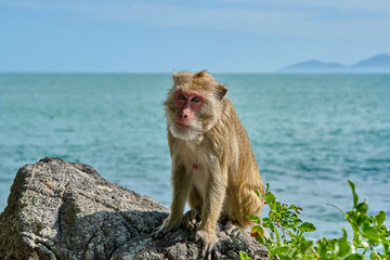 Monkey sits on a stone against the background of the sea