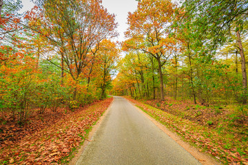 Autumn forest landscape in daylight scenery