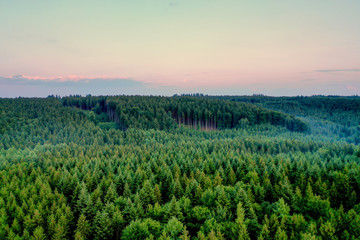 Nebel im Wald bei Sonnenuntergang