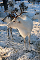 Obraz premium White reindeer turned his head to the right