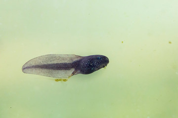 Natural underwater view on a tadpole or pollywog larval stage swimming in water with algeas.