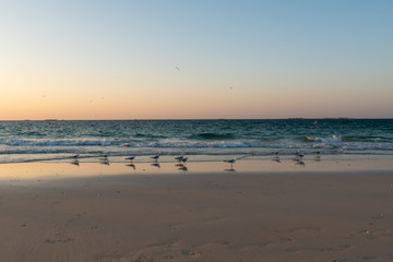 Fototapeta na wymiar Seagulls standing at the beach close to see waves waiting for sunset