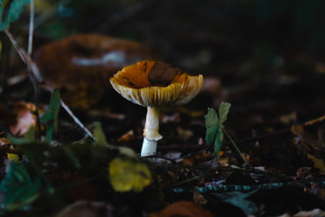 Macro shot of a mushroom