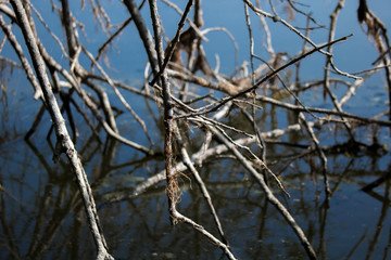Branches in the blue water