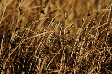 Fototapeta premium Dry grass in field