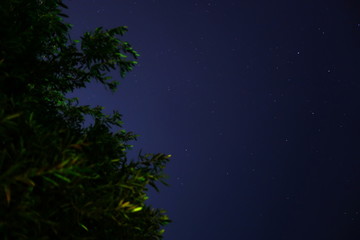 Night sky over tree branches. The photo was taken with the lens pointing up.