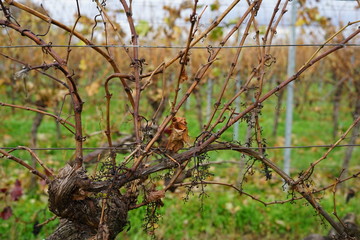 Alter Weinstock in Kirrweiler in der Pfalz