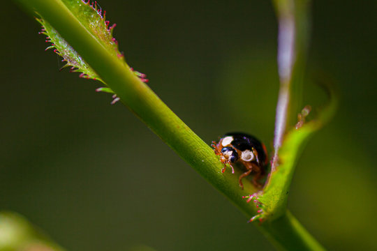 Schwarzer_Marienk&auml;fer:7528