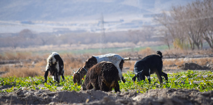 Black Sheep eating green grass landscape horizontal outdoors