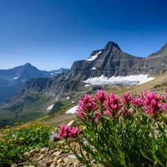 Fototapeta premium Indian Paint Brush at Siyeh Pass