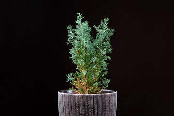 bright saturated grean home plant in the pot in air isolated on dark background