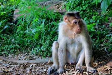 funny monkey sitting in forest