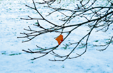 Llegando el invierno, la última hoja por caer