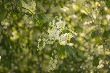 Spring tree branch with blossoming flowers in a garden