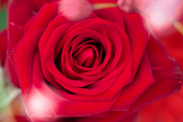 Macro shot of a red rose