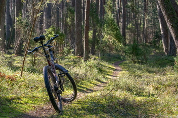 bicycle standing on the forest path
