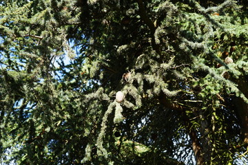 Ausschnitt einer Libanon-Zeder im Sonnenlicht