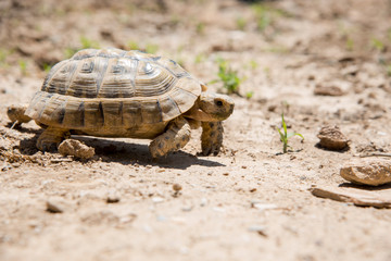 Black turtle in southern Spain.