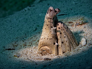 Black finned Sand-Eel, Schwarzflossen Sand-Schlangenaal (Ophichthus melanochir)