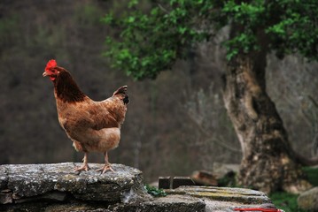 Chicken in the farm