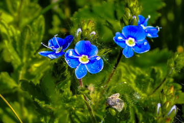 Three blue flowers with a cobweb.