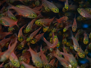 Pygmy Sweeper, Golden Sweeper, Goldener Glasfisch (Parapriacanthus ransonneti)