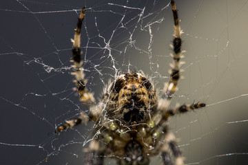 Macro shot of a spider in a web