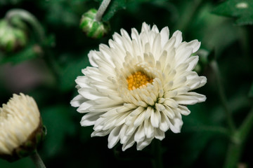 Macro shot of a flower