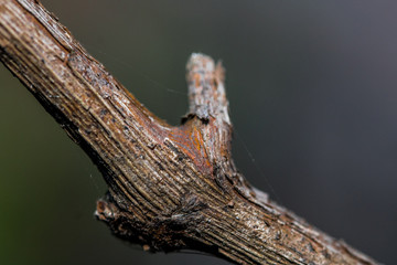 Macro shot of a branch
