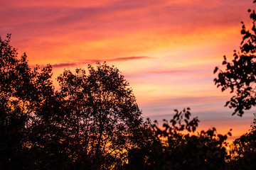 Sunset with tree silhouettes