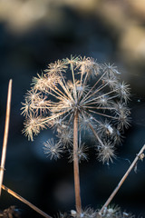 Macro shot of a dandelion 