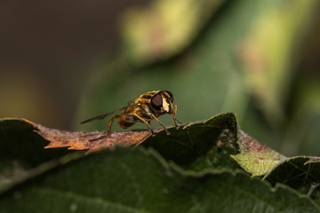 Macro shot of a wasp