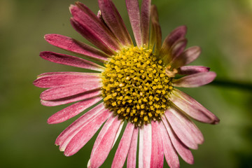 Closeup of a pink flower