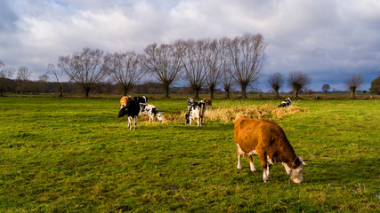 Krajobraz wiejski, Jesień na Podlasiu, Dolina Narwi, Polska © podlaski49