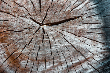 The surface of the old stump. Natural wooden background. Vintage wooden texture. 