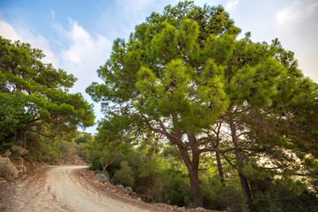 The mountain path through the beautiful coniferous forest. Mountain landscape.