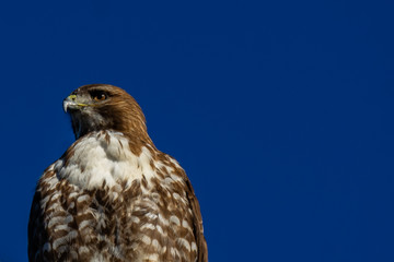 portrait of a falcon