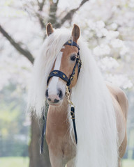 Dreamy Haflinger mare between blossom trees with medieval halter