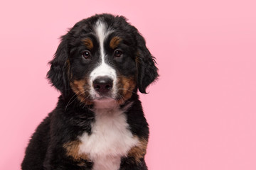 Portrait of a bernese mountain dog puppy looking at the camera on a pink background