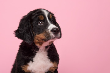 Portrait of a bernese mountain dog puppy looking up on a pink background - obrazy, fototapety, plakaty