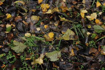 autumn leaves on ground
