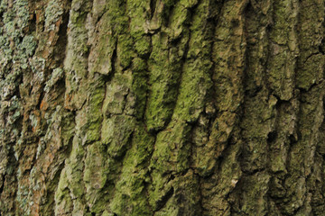 bark of a tree