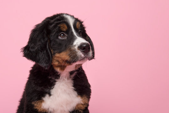 Portrait of a bernese mountain dog puppy looking up on a pink background