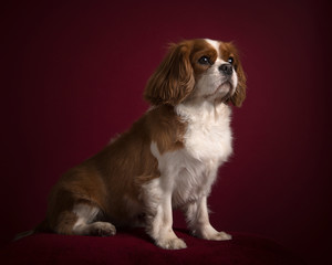 Cavalier King Charles spaniel sitting in a classic luxury burgundy red background