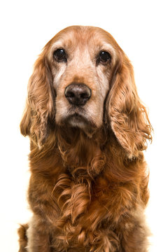 Portrait of a senior Cocker Spaniel dog looking at the camera on a white background in a vertical image