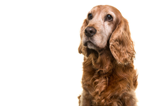 Portrait Of A Senior Cocker Spaniel Dog Glancing Away Isolated On A White Background
