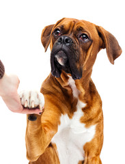 dog gives paw on an isolated white background