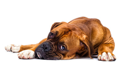sad dog lies and looks up on isolated on a white background